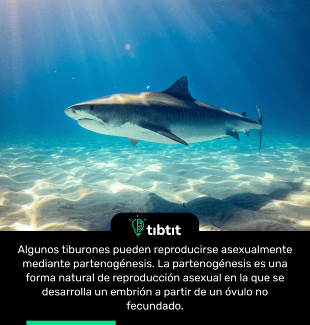 Algunos tiburones pueden reproducirse asexualmente mediante partenogénesis. La partenogénesis es una forma natural de reproducción asexual en la que se desarrolla un embrión a partir de un óvulo no fecundado.