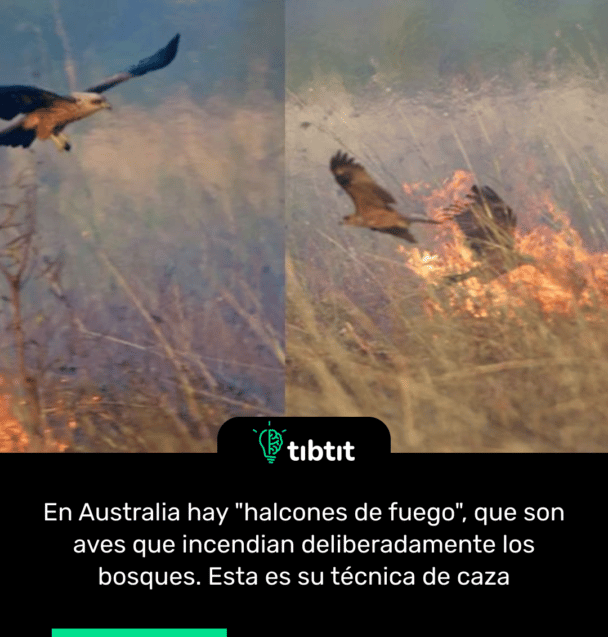 En Australia hay "halcones de fuego", que son aves que incendian deliberadamente los bosques. Esta es su técnica de caza