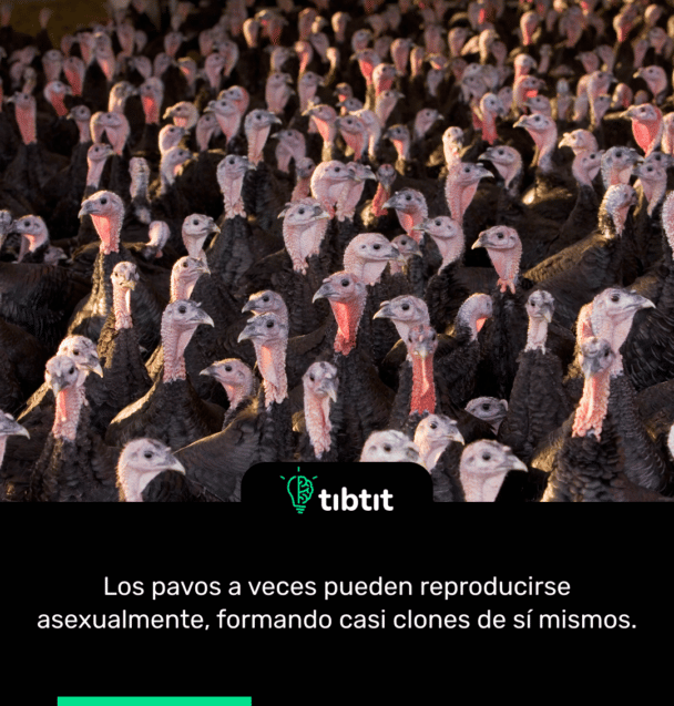 Los pavos a veces pueden reproducirse asexualmente, formando casi clones de sí mismos.