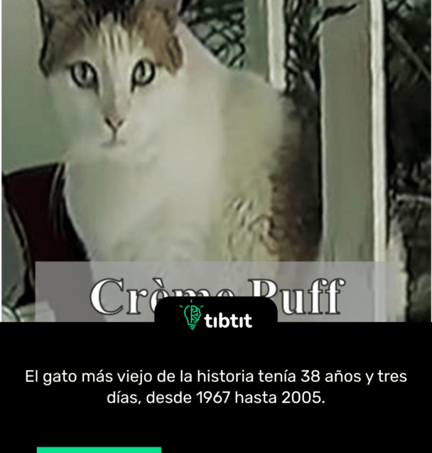 El gato más viejo de la historia tenía 38 años y tres días, desde 1967 hasta 2005.
