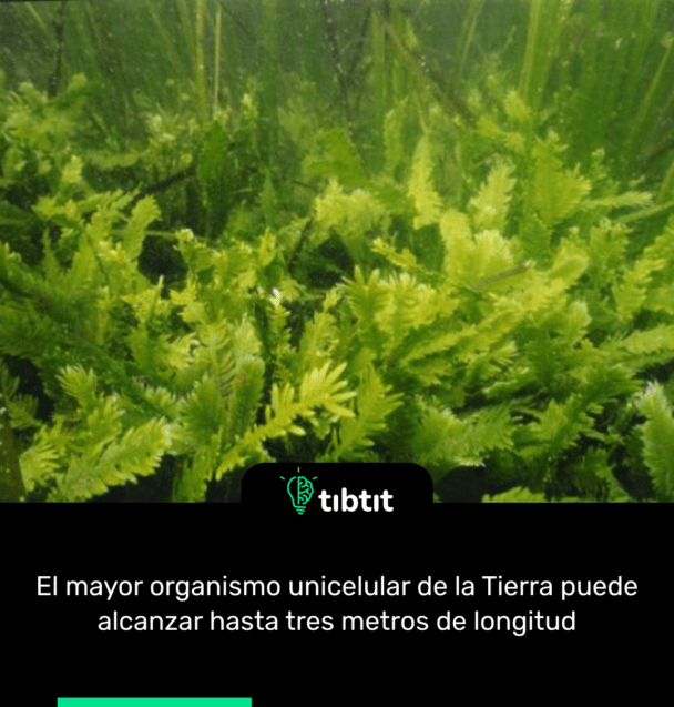 El mayor organismo unicelular de la Tierra puede alcanzar hasta tres metros de longitud