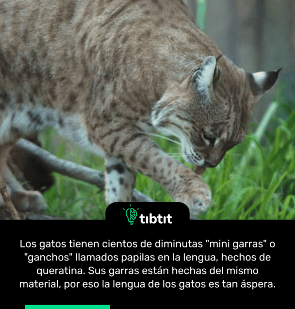 Los gatos tienen cientos de diminutas "mini garras" o "ganchos" llamados papilas en la lengua, hechos de queratina. Sus garras están hechas del mismo material, por eso la lengua de los gatos es tan áspera.