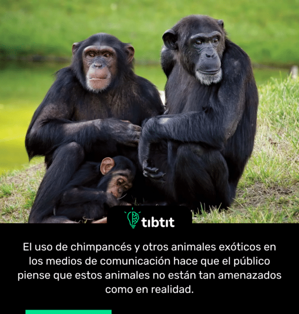 El uso de chimpancés y otros animales exóticos en los medios de comunicación hace que el público piense que estos animales no están tan amenazados como en realidad.