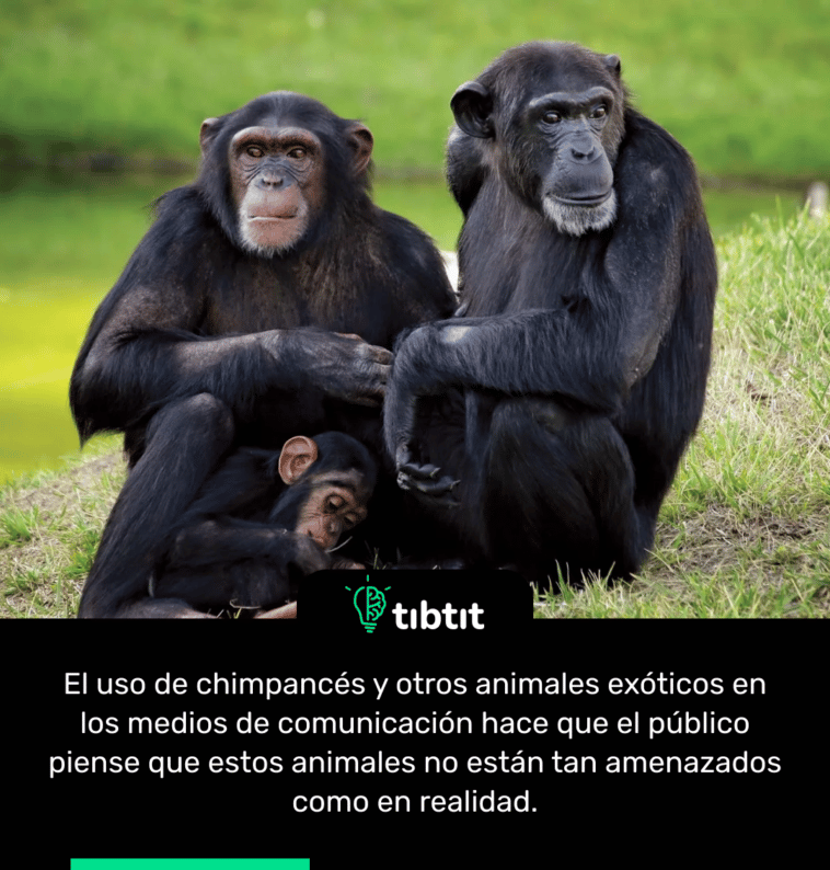 El uso de chimpancés y otros animales exóticos en los medios de comunicación hace que el público piense que estos animales no están tan amenazados como en realidad.