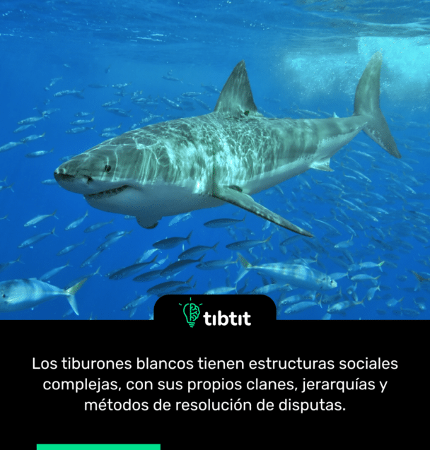 Los tiburones blancos tienen estructuras sociales complejas, con sus propios clanes, jerarquías y métodos de resolución de disputas.