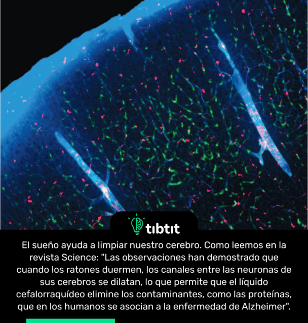El sueño ayuda a limpiar nuestro cerebro. Como leemos en la revista Science: "Las observaciones han demostrado que cuando los ratones duermen, los canales entre las neuronas de sus cerebros se dilatan, lo que permite que el líquido cefalorraquídeo elimine los contaminantes, como las proteínas, que en los humanos se asocian a la enfermedad de Alzheimer".