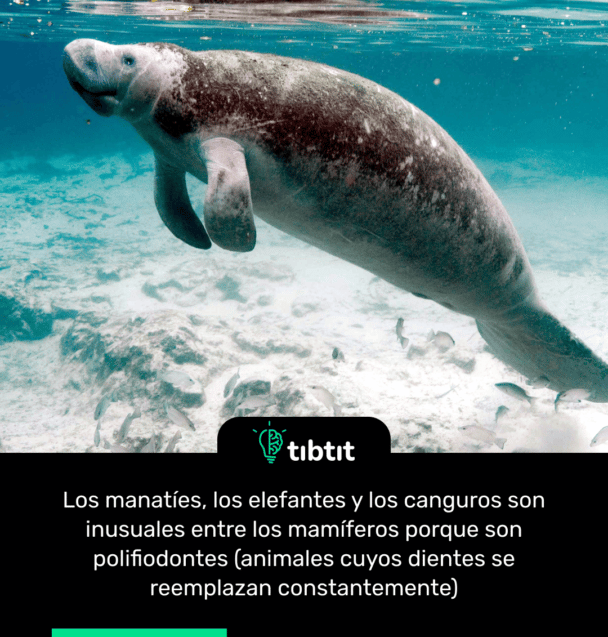 Los manatíes, los elefantes y los canguros son inusuales entre los mamíferos porque son polifiodontes (animales cuyos dientes se reemplazan constantemente)
