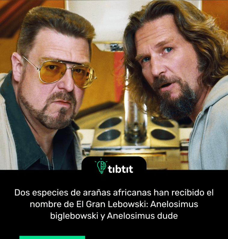 Dos especies de arañas africanas han recibido el nombre de El Gran Lebowski: Anelosimus biglebowski y Anelosimus dude