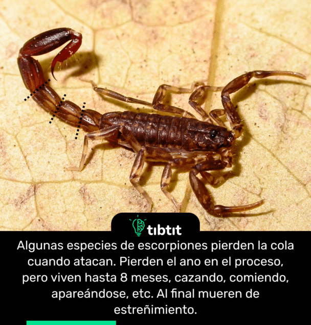 Algunas especies de escorpiones pierden la cola cuando atacan. Pierden el ano en el proceso, pero viven hasta 8 meses, cazando, comiendo, apareándose, etc. Al final mueren de estreñimiento.