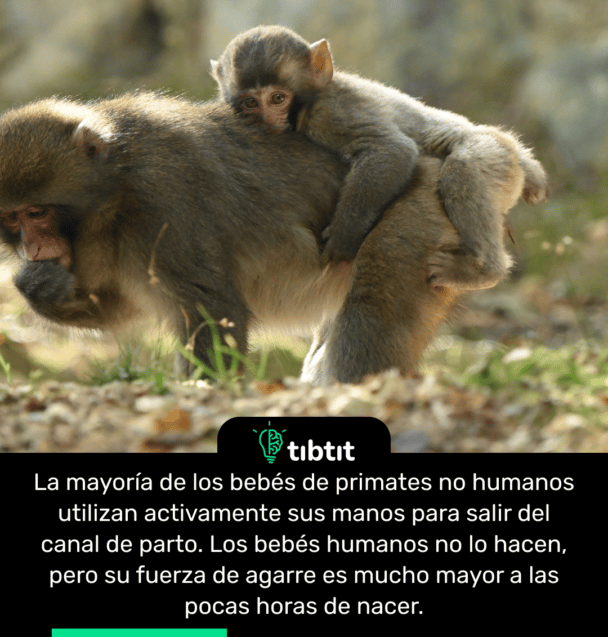 La mayoría de los bebés de primates no humanos utilizan activamente sus manos para salir del canal de parto. Los bebés humanos no lo hacen, pero su fuerza de agarre es mucho mayor a las pocas horas de nacer.