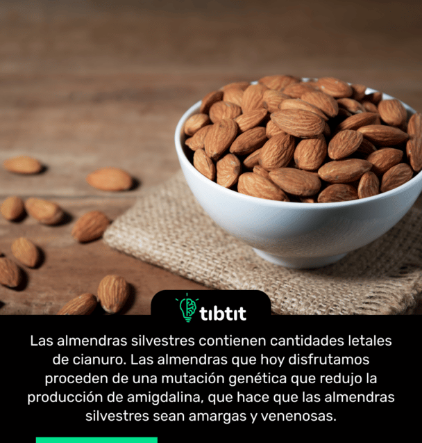 Las almendras silvestres contienen cantidades letales de cianuro. Las almendras que hoy disfrutamos proceden de una mutación genética que redujo la producción de amigdalina, que hace que las almendras silvestres sean amargas y venenosas.