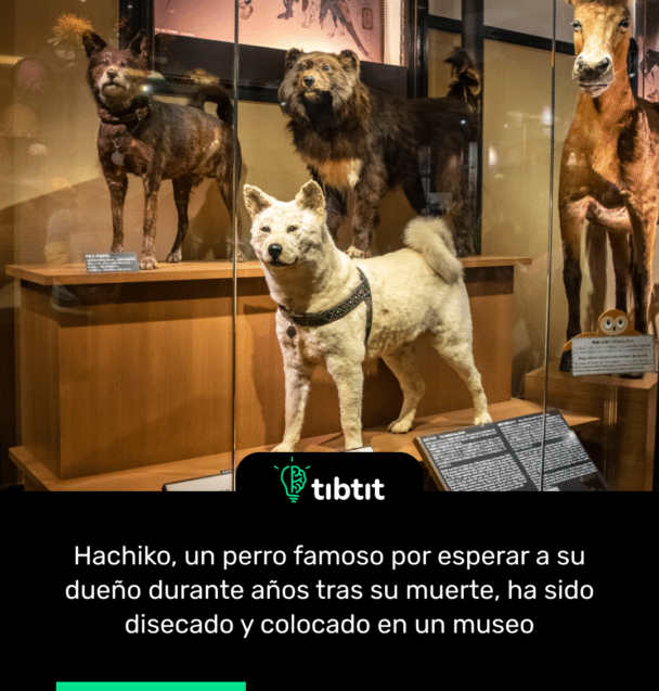 Hachiko, un perro famoso por esperar a su dueño durante años tras su muerte, ha sido disecado y colocado en un museo