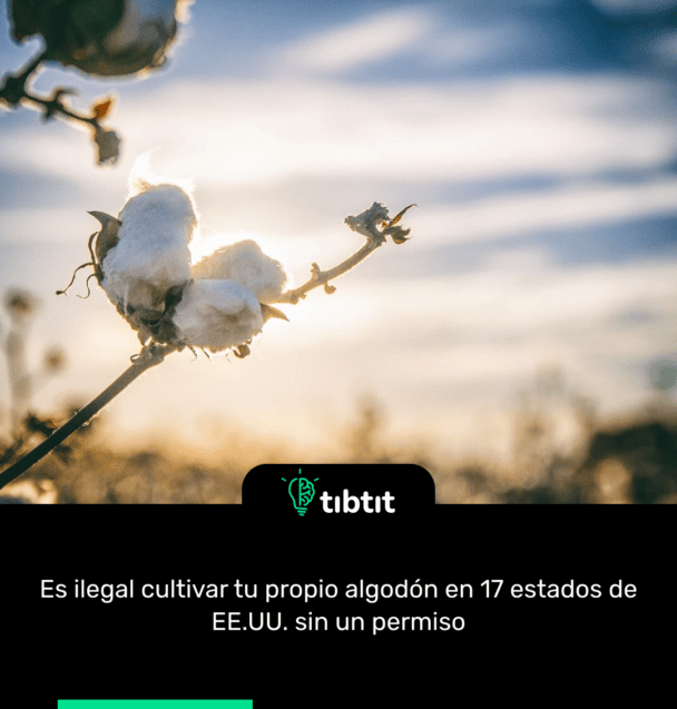 Es ilegal cultivar tu propio algodón en 17 estados de EE.UU. sin un permiso