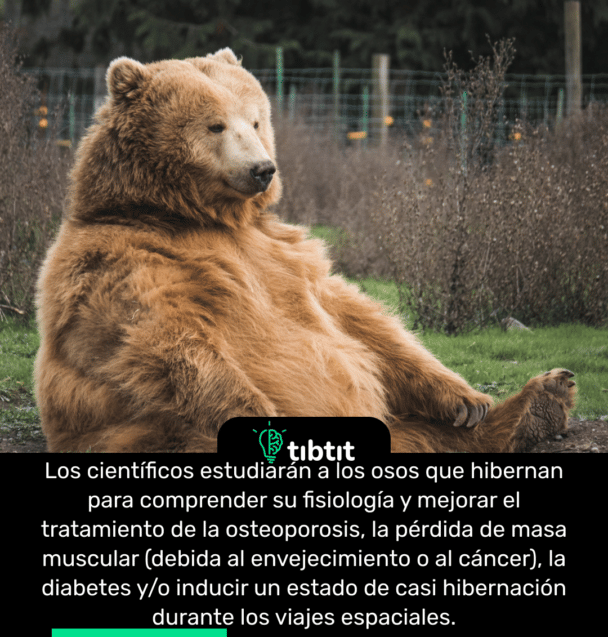 Los científicos estudiarán a los osos que hibernan para comprender su fisiología y mejorar el tratamiento de la osteoporosis, la pérdida de masa muscular (debida al envejecimiento o al cáncer), la diabetes y/o inducir un estado de casi hibernación durante los viajes espaciales.