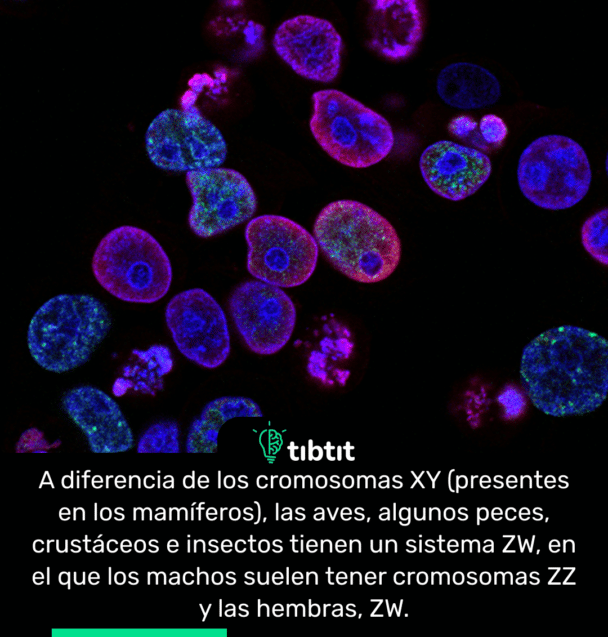 A diferencia de los cromosomas XY (presentes en los mamíferos), las aves, algunos peces, crustáceos e insectos tienen un sistema ZW, en el que los machos suelen tener cromosomas ZZ y las hembras, ZW.