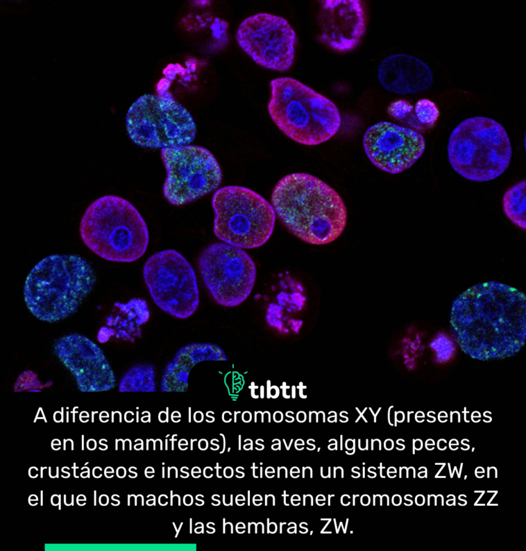 A diferencia de los cromosomas XY (presentes en los mamíferos), las aves, algunos peces, crustáceos e insectos tienen un sistema ZW, en el que los machos suelen tener cromosomas ZZ y las hembras, ZW.