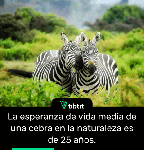 La esperanza de vida media de una cebra en la naturaleza es de 25 años.