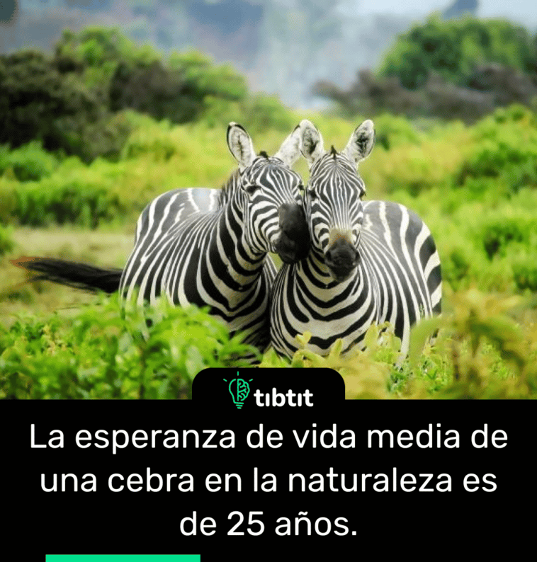La esperanza de vida media de una cebra en la naturaleza es de 25 años.