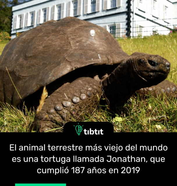 El animal terrestre más viejo del mundo es una tortuga llamada Jonathan, que cumplió 187 años en 2019