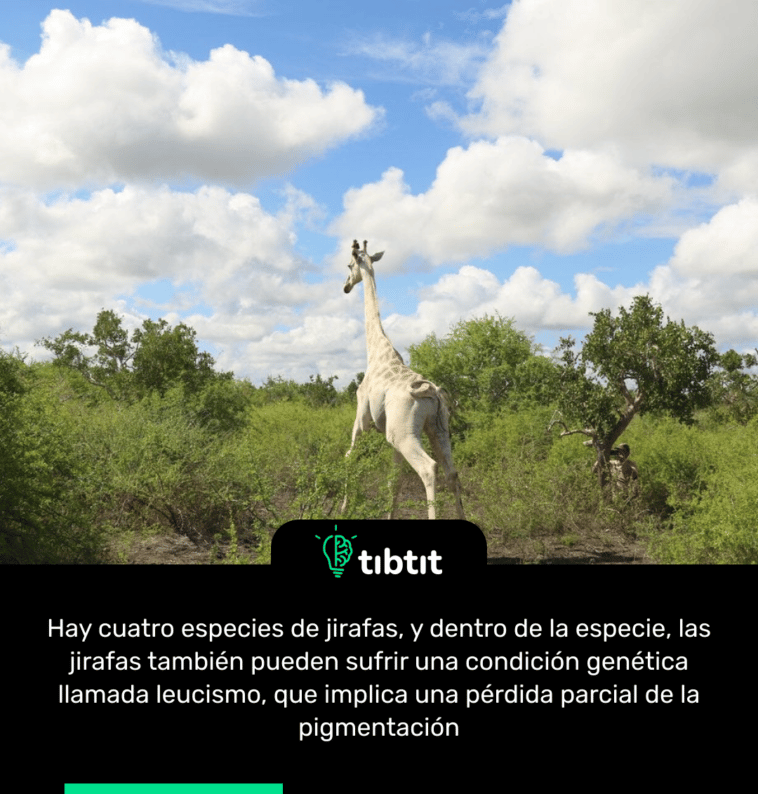 Hay cuatro especies de jirafas, y dentro de la especie, las jirafas también pueden sufrir una condición genética llamada leucismo, que implica una pérdida parcial de la pigmentación