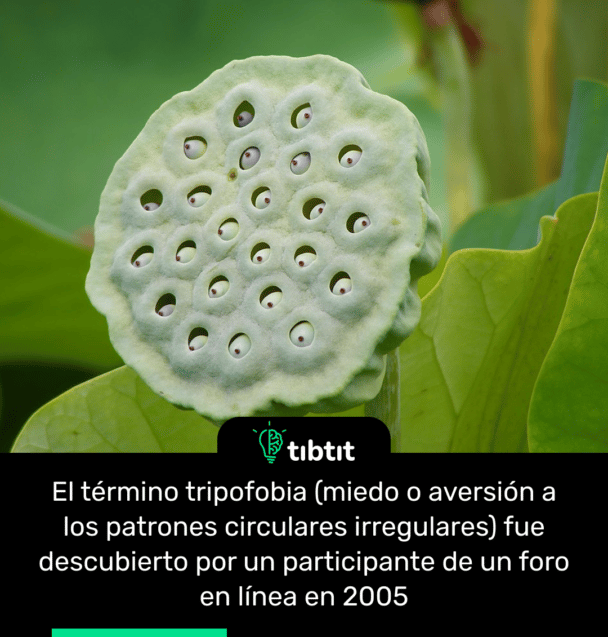El término tripofobia (miedo o aversión a los patrones circulares irregulares) fue descubierto por un participante de un foro en línea en 2005