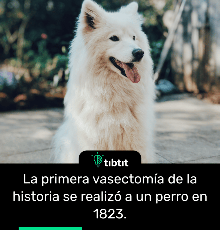 La primera vasectomía de la historia se realizó a un perro en 1823.