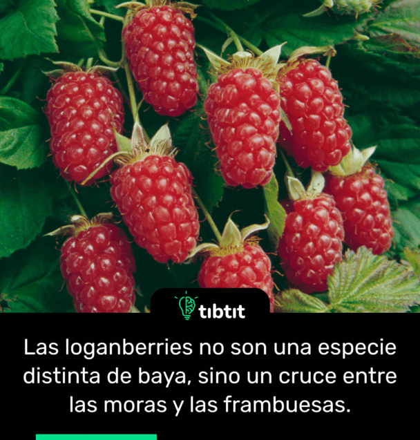 Las loganberries no son una especie distinta de baya, sino un cruce entre las moras y las frambuesas.