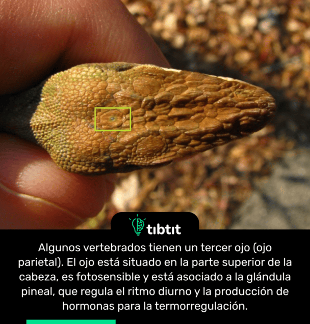 Algunos vertebrados tienen un tercer ojo (ojo parietal). El ojo está situado en la parte superior de la cabeza, es fotosensible y está asociado a la glándula pineal, que regula el ritmo diurno y la producción de hormonas para la termorregulación.