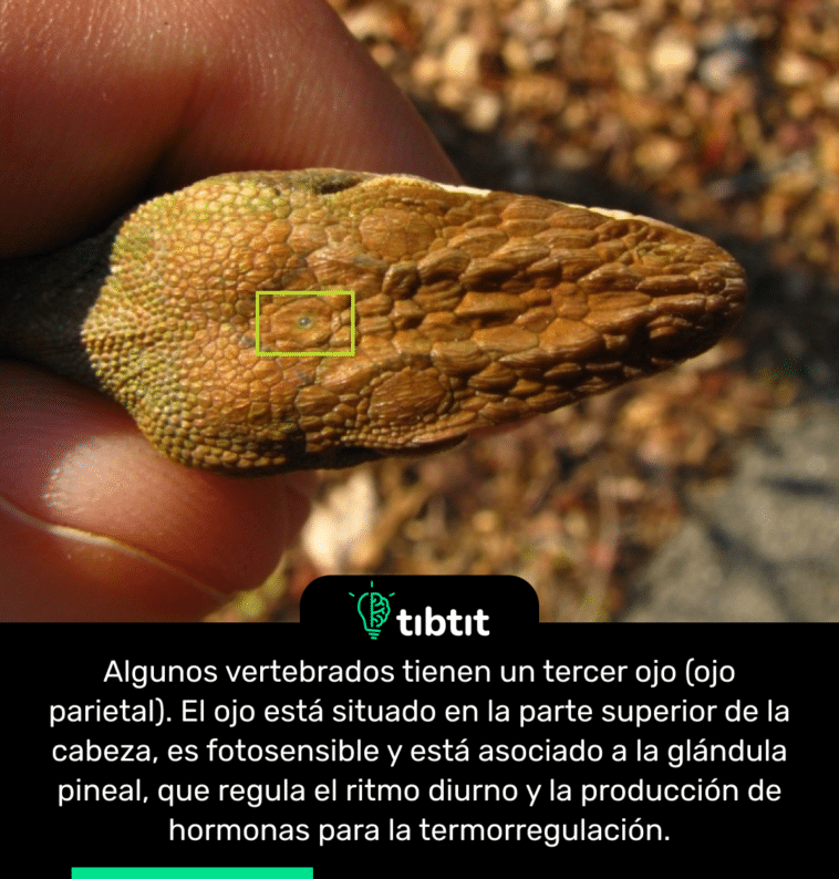 Algunos vertebrados tienen un tercer ojo (ojo parietal). El ojo está situado en la parte superior de la cabeza, es fotosensible y está asociado a la glándula pineal, que regula el ritmo diurno y la producción de hormonas para la termorregulación.
