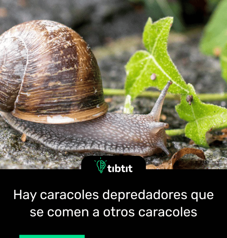 Hay caracoles depredadores que se comen a otros caracoles