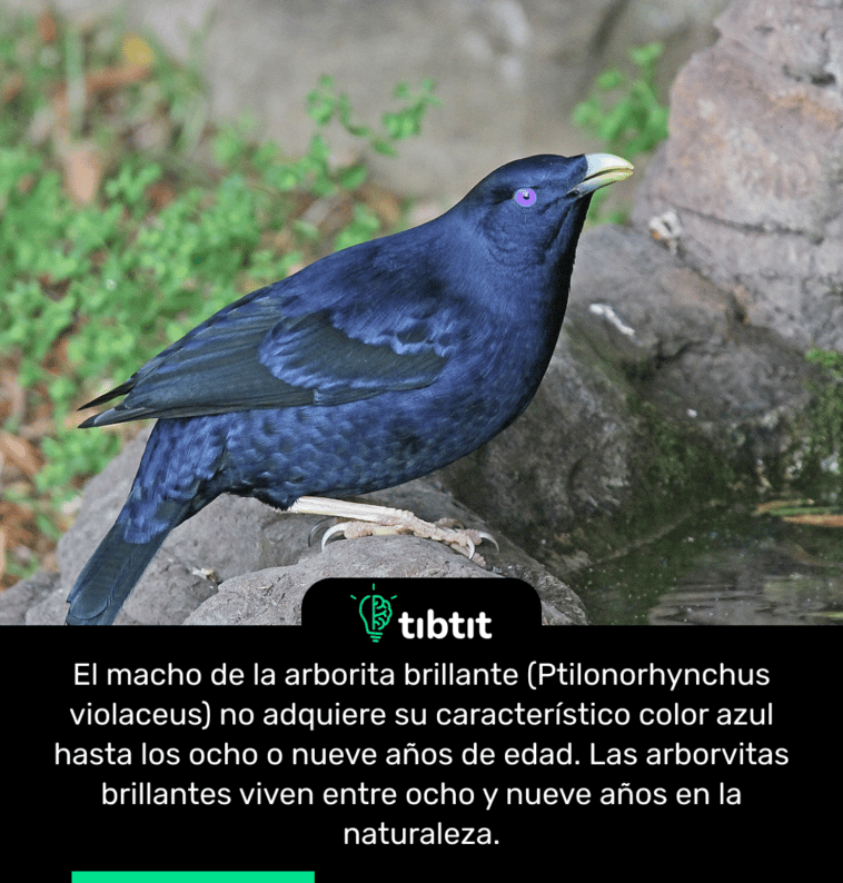 El macho de la arborita brillante (Ptilonorhynchus violaceus) no adquiere su característico color azul hasta los ocho o nueve años de edad. Las arborvitas brillantes viven entre ocho y nueve años en la naturaleza.