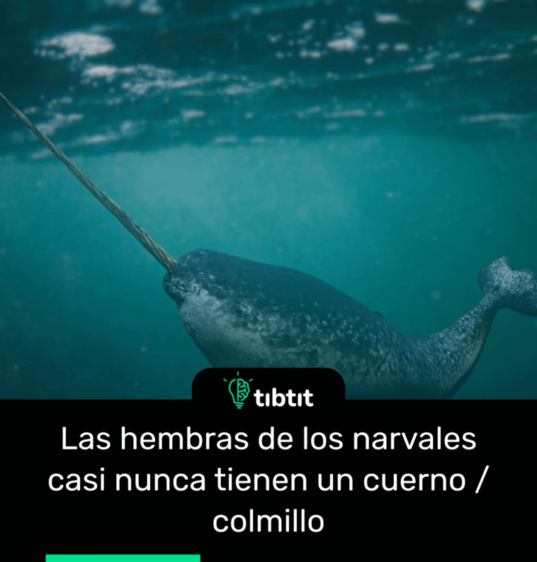 Las hembras de los narvales casi nunca tienen un cuerno / colmillo