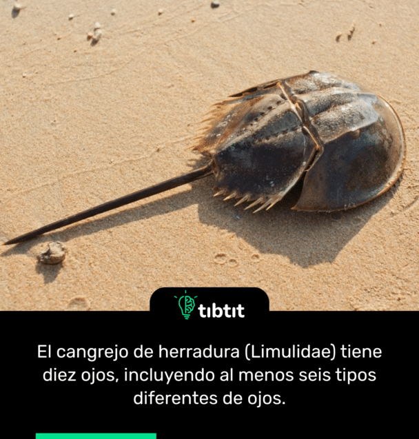 El cangrejo de herradura (Limulidae) tiene diez ojos, incluyendo al menos seis tipos diferentes de ojos.