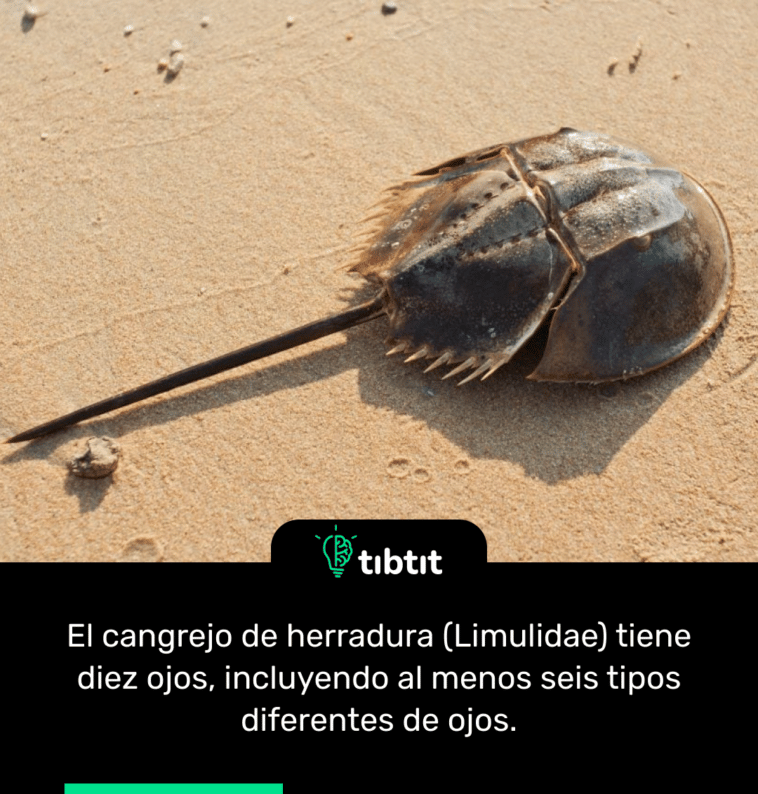 El cangrejo de herradura (Limulidae) tiene diez ojos, incluyendo al menos seis tipos diferentes de ojos.