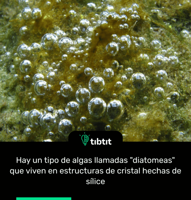 Hay un tipo de algas llamadas "diatomeas" que viven en estructuras de cristal hechas de sílice