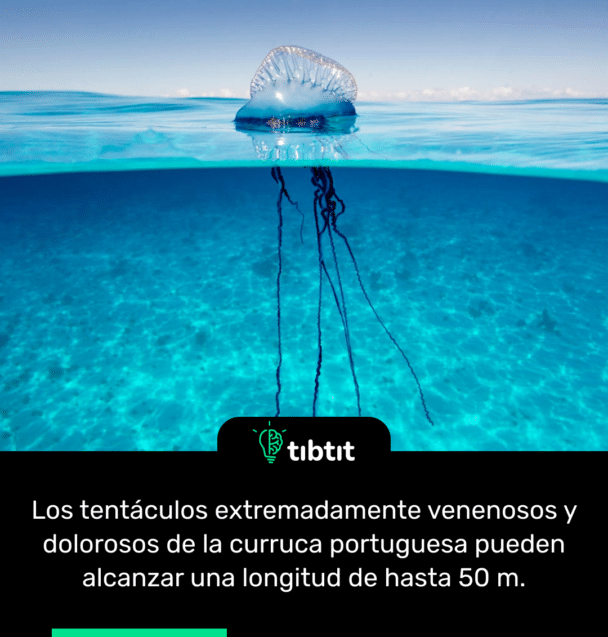 Los tentáculos extremadamente venenosos y dolorosos de la curruca portuguesa pueden alcanzar una longitud de hasta 50 m.