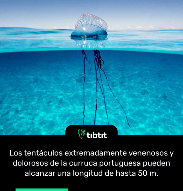 Los tentáculos extremadamente venenosos y dolorosos de la curruca portuguesa pueden alcanzar una longitud de hasta 50 m.