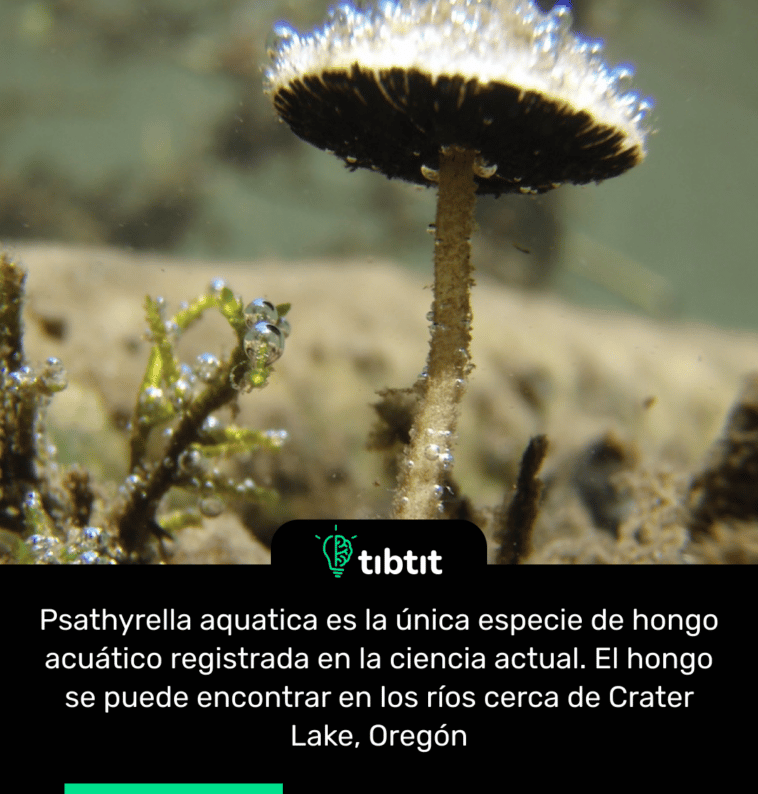 Psathyrella aquatica es la única especie de hongo acuático registrada en la ciencia actual. El hongo se puede encontrar en los ríos cerca de Crater Lake, Oregón