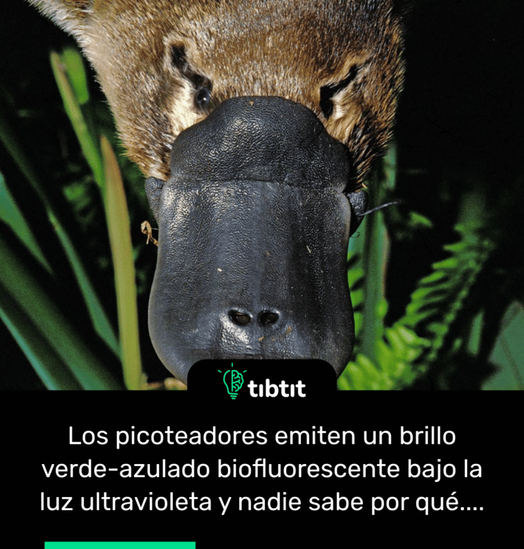 Los picoteadores emiten un brillo verde-azulado biofluorescente bajo la luz ultravioleta y nadie sabe por qué....