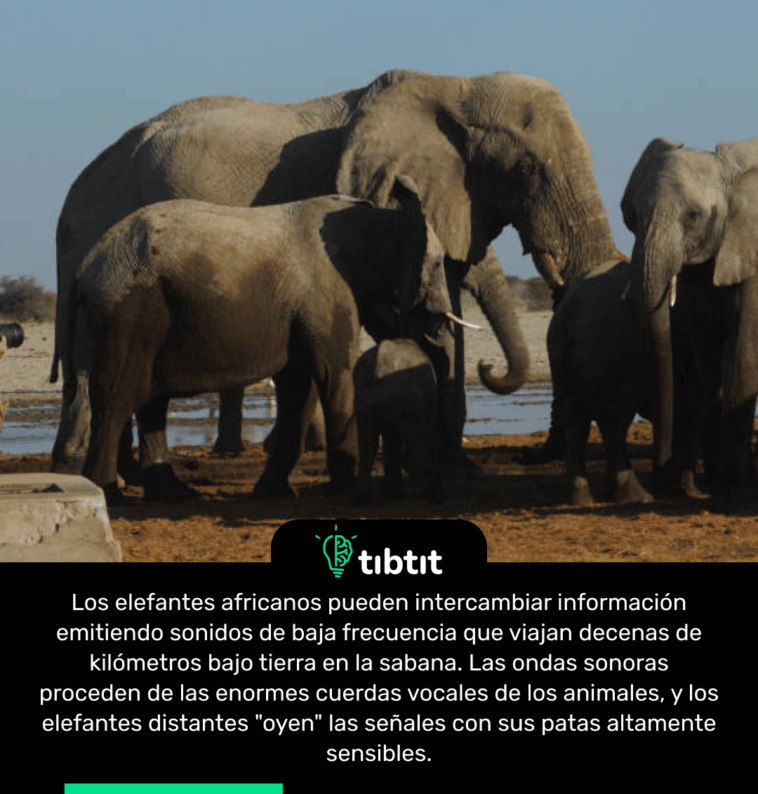 Los elefantes africanos pueden intercambiar información emitiendo sonidos de baja frecuencia que viajan decenas de kilómetros bajo tierra en la sabana. Las ondas sonoras proceden de las enormes cuerdas vocales de los animales, y los elefantes distantes "oyen" las señales con sus patas altamente sensibles.