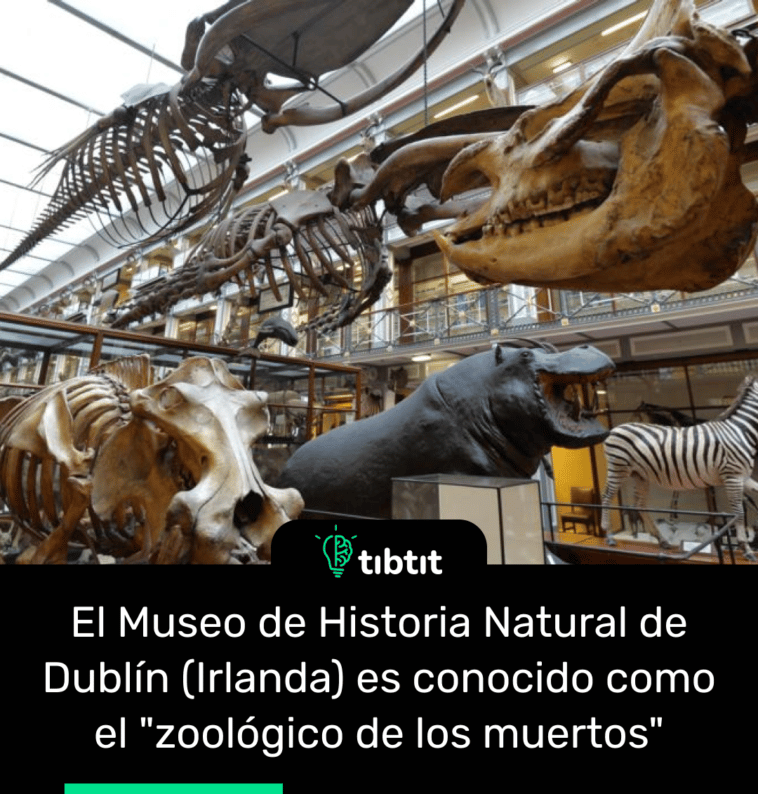 El Museo de Historia Natural de Dublín (Irlanda) es conocido como el "zoológico de los muertos"