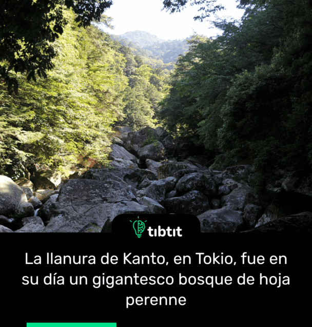 La llanura de Kanto, en Tokio, fue en su día un gigantesco bosque de hoja perenne