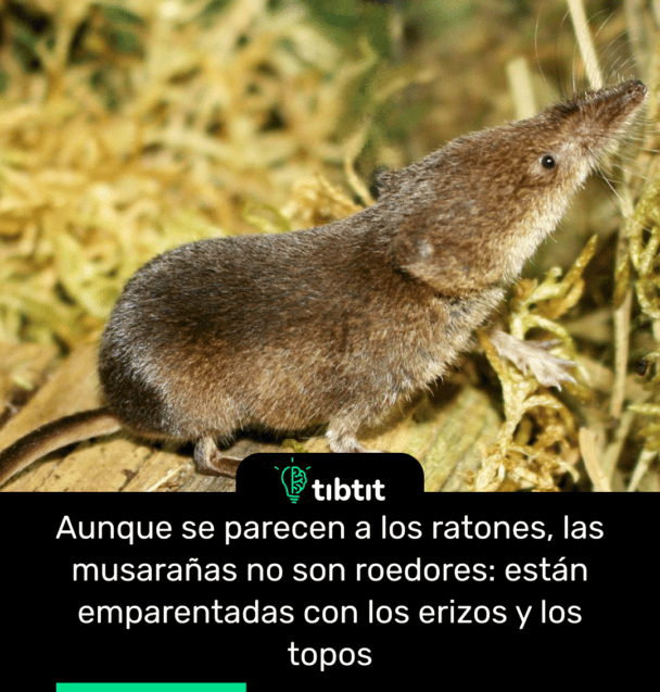 Aunque se parecen a los ratones, las musarañas no son roedores: están emparentadas con los erizos y los topos