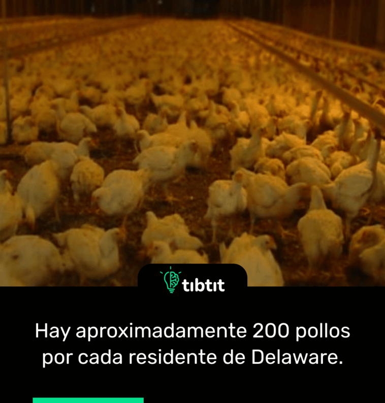 Hay aproximadamente 200 pollos por cada residente de Delaware.