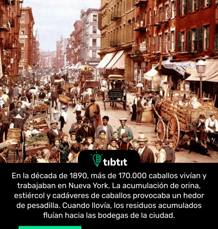 En la década de 1890, más de 170.000 caballos vivían y trabajaban en Nueva York. La acumulación de orina, estiércol y cadáveres de caballos provocaba un hedor de pesadilla. Cuando llovía, los residuos acumulados fluían hacia las bodegas de la ciudad.