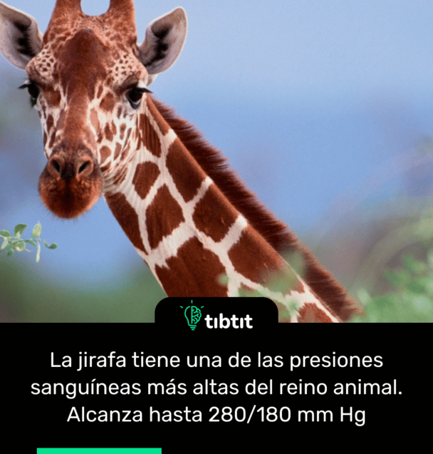 La jirafa tiene una de las presiones sanguíneas más altas del reino animal. Alcanza hasta 280/180 mm Hg