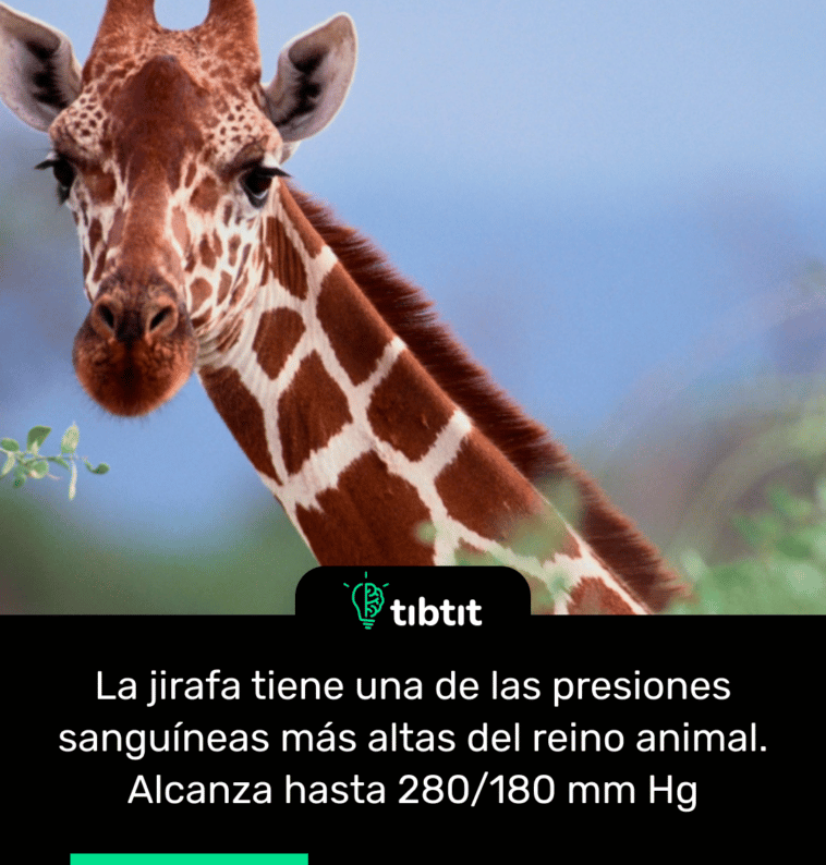 La jirafa tiene una de las presiones sanguíneas más altas del reino animal. Alcanza hasta 280/180 mm Hg