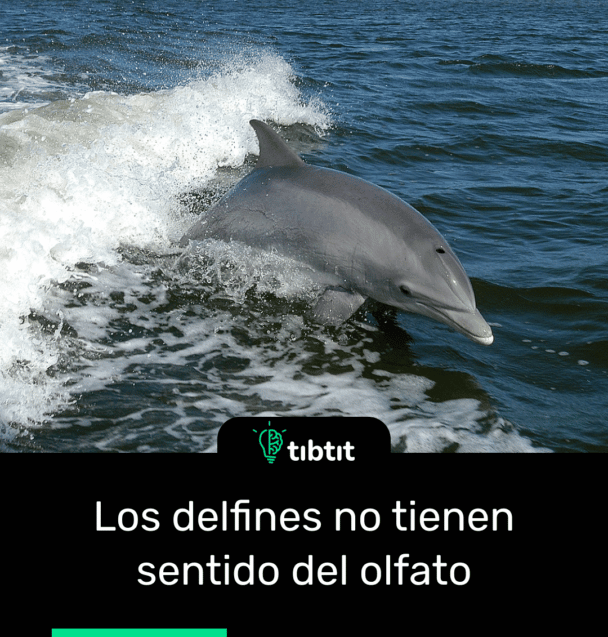 Los delfines no tienen sentido del olfato