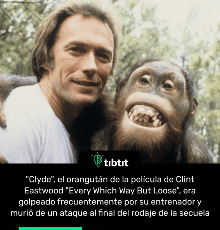 "Clyde", el orangután de la película de Clint Eastwood "Every Which Way But Loose", era golpeado frecuentemente por su entrenador y murió de un ataque al final del rodaje de la secuela