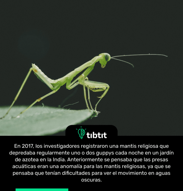 En 2017, los investigadores registraron una mantis religiosa que depredaba regularmente uno o dos guppys cada noche en un jardín de azotea en la India. Anteriormente se pensaba que las presas acuáticas eran una anomalía para las mantis religiosas, ya que se pensaba que tenían dificultades para ver el movimiento en aguas oscuras.